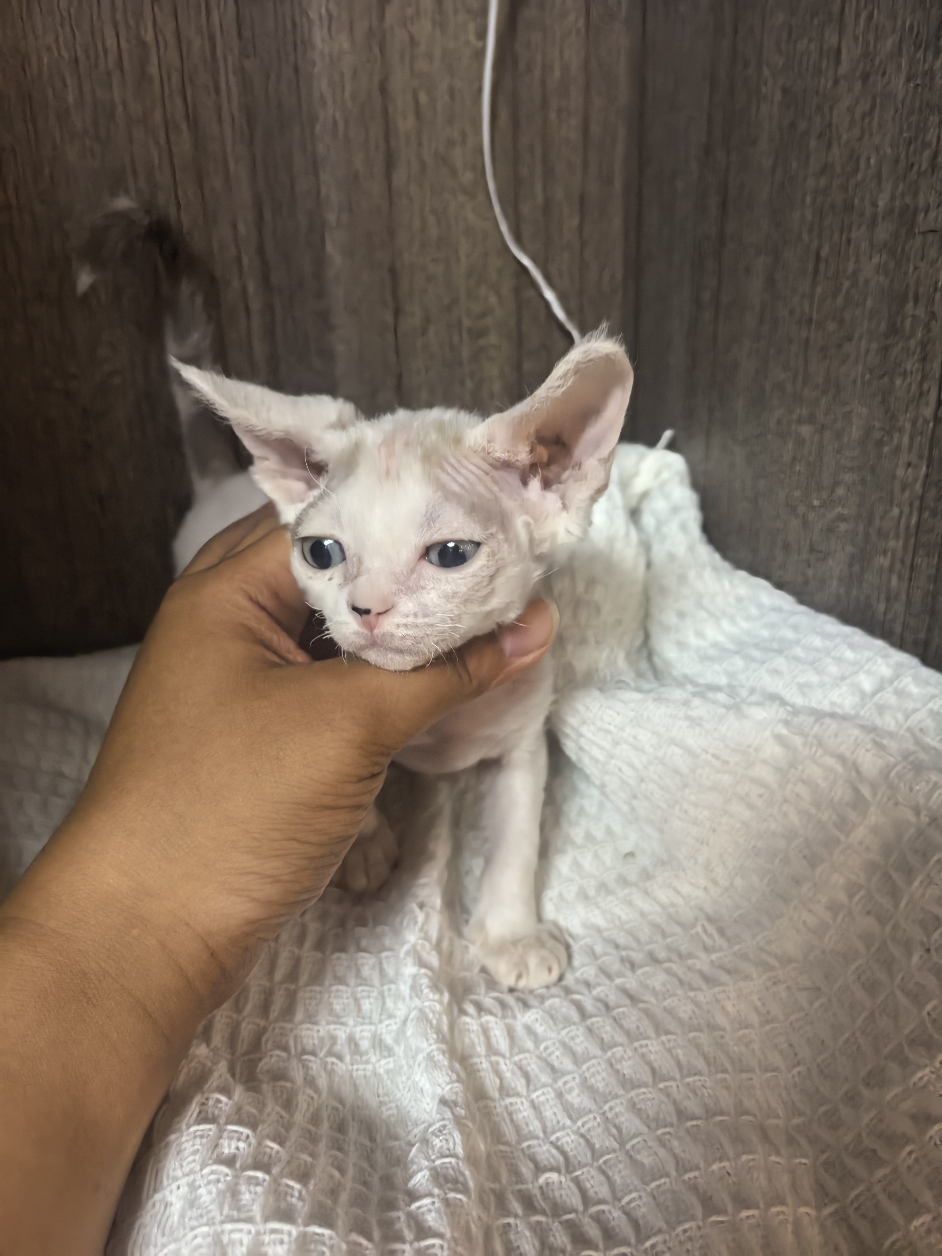 德文卷毛猫 蓝眼睛 稀有淡化咖白樊 妹妹999